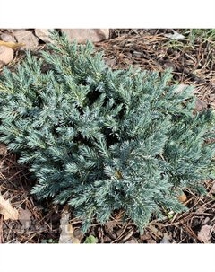 Саженец Можжевельник казацкий «Блю Спакл», Р9, 1 шт. Поиск