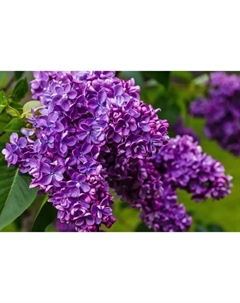 Саженец Сирень обыкновенная Шарль Джоли, C3 горшок, 1 шт. Поиск