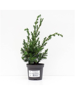 Саженец Можжевельник китайский «Блу Альпс», Р9, 1 шт., h=3-20 см Поиск