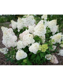 Саженец Гортензия метельчатая «Диамантино», C3 горшок, 1 шт., Лето 2025 Поиск