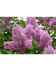 Саженец Сирень гиацинтовая Бюффон, C3 горшок, 1 шт. Поиск