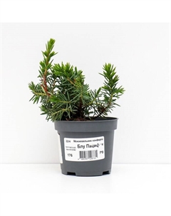 Саженец Можжевельник конферта «Блу Пацифик», Р9, 1 шт., h=3-20 см Поиск