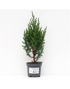 Саженец Можжевельник китайский «Стрикта», Р9, 1 шт., h=3-20 см Поиск