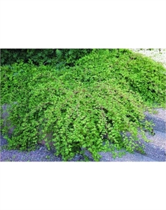 Саженец Стефанандра надрезанолистная Криспа, C2 горшок, 1 шт. Поиск