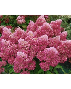 Саженец Гортензия метельчатая Петит Стар, C3 горшок, 1 шт. Поиск