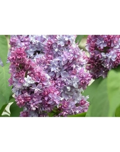 Саженец Сирень обыкновенная Надежда, C3 горшок, 1 шт. Поиск