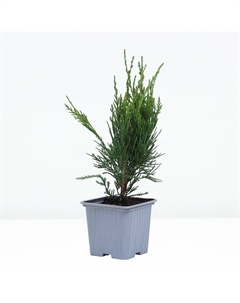 Саженец Можжевельник средний «Минт Джулеп», Р9, 1 шт., h=3-20 см Поиск