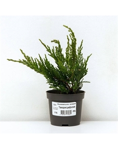 Саженец Можжевельник казацкий «Тамарисцифолия», Р9, 1 шт., h=3-20 см Поиск