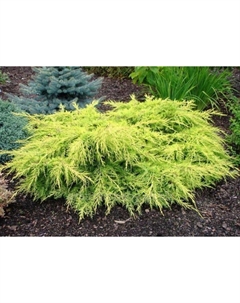 Саженец Можжевельник средний «Голд Стар», Р9, 1 шт., h=3-20 см Поиск