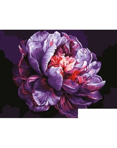 Картина по номерам Сиреневый пион КК3040_57382 Три совы
