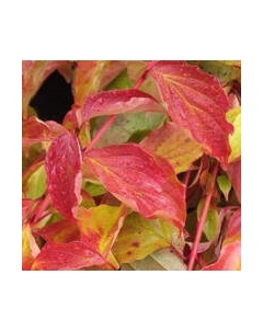 Саженец кустарника Красный клен Дерен кроваво-красный Anny's Winter Orange