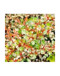 Саженец кустарника Красный клен Барбарис тунберга Natasza