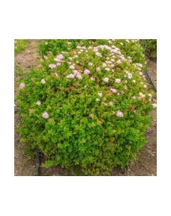 Саженец кустарника Красный клен Спирея японская Little Princess