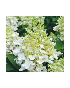 Саженец кустарника Красный клен Гортензия метельчатая Baby Lace