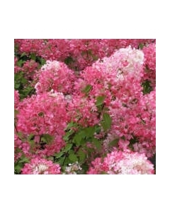 Саженец кустарника Красный клен Diamond Rouge