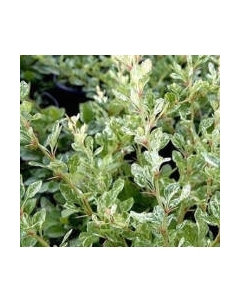 Саженец кустарника Красный клен Барбарис тунберга Silver Beauty