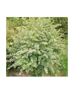 Саженец кустарника Красный клен Барбарис тунберга Green Ornament