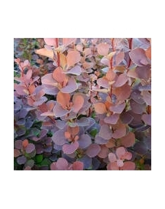 Саженец кустарника Красный клен Барбарис тунберга Summer Chocolate