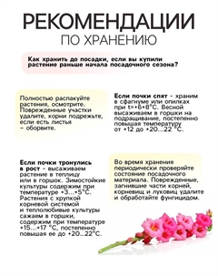 Гладиолус крупноцветковый «смесь сортов» луковица в пакете с перфорацией, р-р 8/10, 7 шт. Сады дедушки никиты