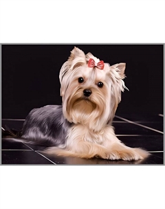 Алмазная мозаика без подрамника «Любимец», 40 × 30 см, 28 цветов Milato