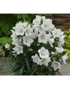 Колокольчик персиколистный «Такион Вайт», горшок С2, 1 шт. Поиск