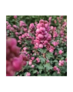 Саженец кустарника Красный клен Снежноягодник Symphony Rumble