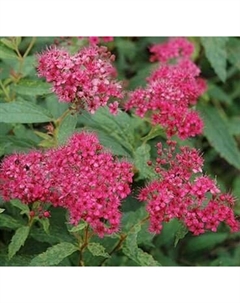 Саженец кустарника Красный клен Спирея японская Neon Flash