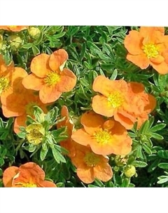 Саженец кустарника Красный клен Лапчатка кустарниковая Tangerine