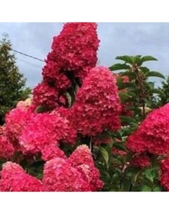 Саженец кустарника Красный клен Гортензия метельчатая Petite Cherry