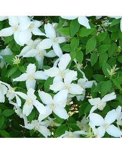 Саженец кустарника Красный клен Чубушник гибридный Silberregen