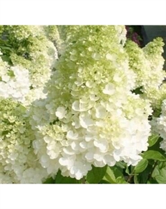 Саженец кустарника Красный клен Гортензия метельчатая Polar Bear