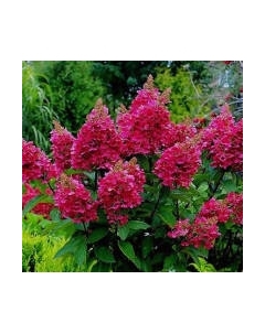 Саженец кустарника Красный клен Гортензия метельчатая Wim's Red