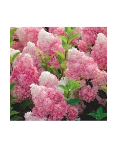 Саженец кустарника Красный клен Гортензия метельчатая Vanille Fraise