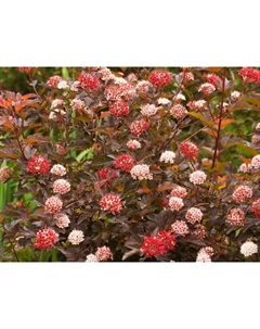 Саженец Пузыреплодник калинолистный Диабл Д'ор, С3 горшок, Н10-50 высота, 1 шт. Поиск