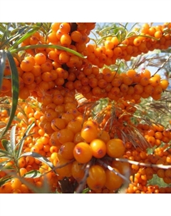 Саженец Облепиха Гном, C3 горшок, Н20-40 высота, 1 шт. Поиск