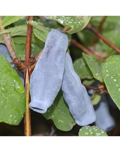 Саженец Жимолость съедобная Дочь Великана, С2 горшок, Н20-40 высота, 1 шт. Поиск