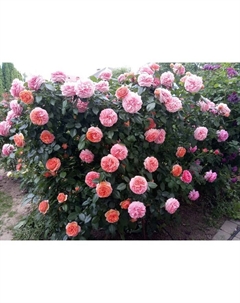 Саженец Роза парковая Чиппендейл, C3.5 горшок, Н25-45 высота, 1 шт. Поиск