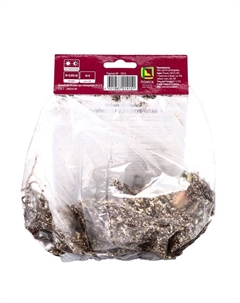 Примула мелкозубчатая «Ред», р-р I, 1 шт., Осень 2025 Поиск