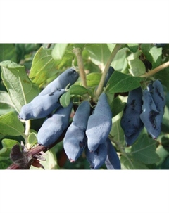 Саженец Жимолость съедобная Бакчарский великан, С2 горшок, Н20-40 высота, 1 шт. Поиск