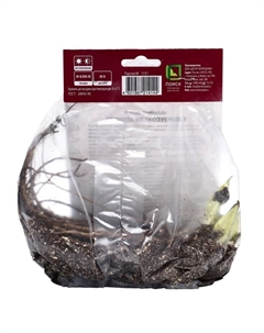 Примула мелкозубчатая «Пинк», р-р I, 1 шт., Осень 2025 Поиск