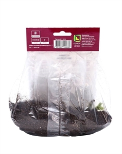 Морозник восточный, р-р I, 1 шт., Осень 2025 Поиск