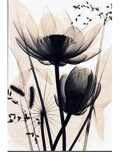 Картина по номерам Молли Монохромные цветы 40x50 / HR0119 Molli