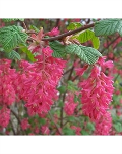 Саженец кустарника Красный клен Смородина декоративная King Edward VII