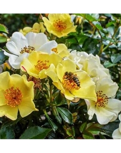 Саженец цветка Красный клен Роза миниатюрная Почвопокровная Bee Gold