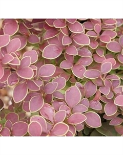 Саженец кустарника Красный клен Барбарис тунберга Golden Ring