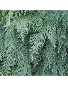 Саженец кустарника Красный клен Кипарисовик нутканский Glauca