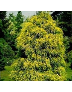 Саженец кустарника Красный клен Кипарисовик горохоплодный Filifera Aurea