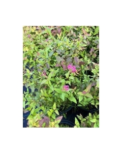 Саженец кустарника Красный клен Спирея японская Froebelli