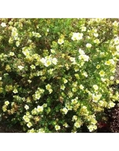 Саженец кустарника Красный клен Гортензия метельчатая Limelight