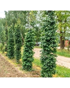 Саженец дерева Красный клен Бук лесной